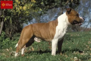 Lire la suite à propos de l’article Éleveurs de Staffordshire Bull Terrier et chiots en Occitanie