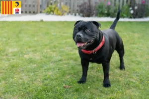 Lire la suite à propos de l’article Éleveurs de Staffordshire Bull Terrier et chiots en Provence-Alpes-Côte d’Azur