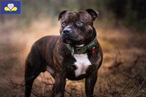 Lire la suite à propos de l’article Éleveurs de Staffordshire Bull Terrier et chiots en Région de Bruxelles-Capitale