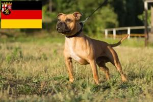 Lire la suite à propos de l’article Staffordshire Bull Terrier éleveurs et chiots en Rhénanie-Palatinat