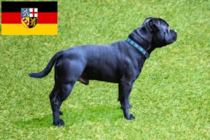 Lire la suite à propos de l’article Staffordshire Bull Terrier éleveurs et chiots en Sarre