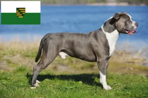 Lire la suite à propos de l’article Staffordshire Bull Terrier éleveurs et chiots en Saxe