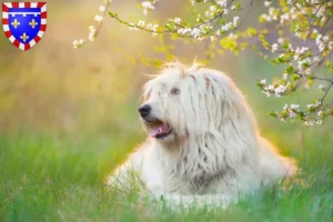 Lire la suite à propos de l’article Éleveur d’Ovtcharka de Russie du Sud et chiots en Centre-Val de Loire