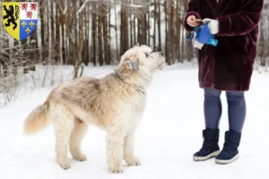 Lire la suite à propos de l’article Éleveur d’Ovtcharka de Russie du Sud et chiots en Hauts-de-France