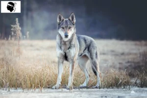 Lire la suite à propos de l’article Éleveurs de chiens-loups tchécoslovaques et chiots en Corse