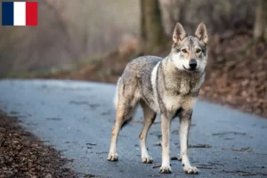 Lire la suite à propos de l’article Éleveurs de chiens-loups tchécoslovaques et chiots à la Réunion