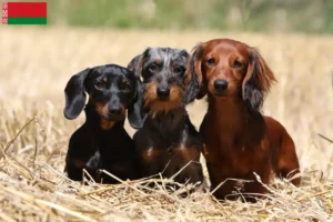 Lire la suite à propos de l’article Éleveurs de teckels et chiots en Biélorussie