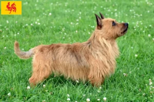 Lire la suite à propos de l’article Éleveurs de Terriers Australiens et Chiots en Région Wallonne