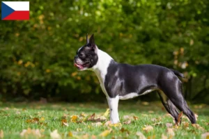 Lire la suite à propos de l’article Éleveurs de Boston Terrier et chiots en République tchèque