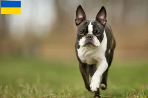 Lire la suite à propos de l’article Éleveurs de Boston Terrier et chiots en Ukraine