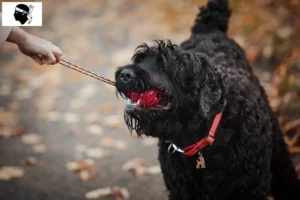 Lire la suite à propos de l’article Éleveur de terriers noirs russes et chiots en Corse