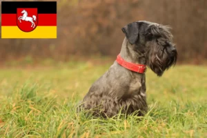 Lire la suite à propos de l’article Terrier tchèque éleveurs et chiots en Basse-Saxe