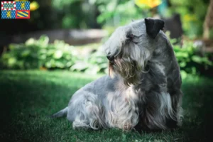 Lire la suite à propos de l’article Terrier tchèque éleveur et chiots en Bourgogne-Franche-Comté