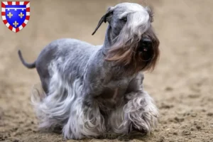 Lire la suite à propos de l’article Terrier tchèque éleveur et chiots en Centre-Val de Loire