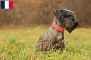 Lire la suite à propos de l’article Terrier tchèque éleveur et chiots en France