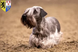 Lire la suite à propos de l’article Terrier tchèque éleveur et chiots en Hauts-de-France