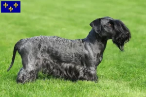 Lire la suite à propos de l’article Terrier tchèque éleveur et chiots en Île-de-France