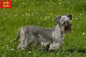 Lire la suite à propos de l’article Eleveur de terriers tchèques et chiots en Normandie