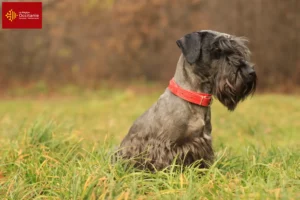 Lire la suite à propos de l’article Terrier tchèque éleveur et chiots en Occitanie