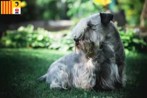 Lire la suite à propos de l’article Terrier tchèque éleveur et chiots en Provence-Alpes-Côte d’Azur