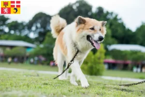 Lire la suite à propos de l’article Éleveurs de chiens Thai Bangkaew et chiots en Auvergne-Rhône-Alpes