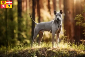 Lire la suite à propos de l’article Éleveurs de Ridgebacks thaïlandais et chiots en Auvergne-Rhône-Alpes