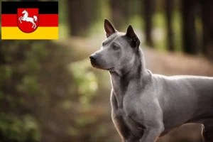 Lire la suite à propos de l’article Éleveurs de Ridgebacks thaïlandais et chiots en Basse-Saxe