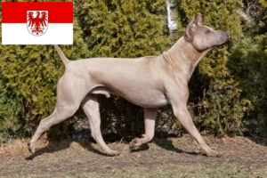 Lire la suite à propos de l’article Éleveurs de Ridgebacks thaïlandais et chiots dans le Brandebourg