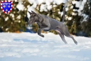 Lire la suite à propos de l’article Éleveurs de Ridgebacks thaïlandais et chiots en Centre-Val de Loire