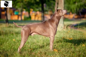 Lire la suite à propos de l’article Éleveurs de Ridgebacks thaïlandais et chiots en Corse