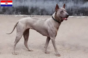 Lire la suite à propos de l’article Éleveurs de Ridgebacks thaïlandais et chiots en Croatie