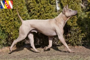 Lire la suite à propos de l’article Éleveurs de Ridgebacks thaïlandais et chiots en Grand Est