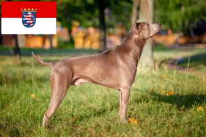 Lire la suite à propos de l’article Éleveurs de Ridgebacks thaïlandais et chiots en Hesse