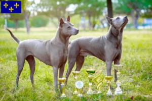 Lire la suite à propos de l’article Éleveurs de Ridgebacks thaïlandais et chiots en Île-de-France