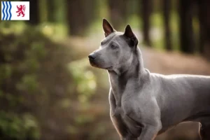 Lire la suite à propos de l’article Éleveurs de Ridgebacks thaïlandais et chiots en Nouvelle-Aquitaine