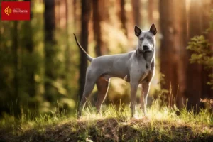 Lire la suite à propos de l’article Éleveurs de Ridgebacks thaïlandais et chiots en Occitanie