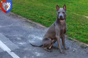 Lire la suite à propos de l’article Éleveurs de Ridgebacks thaïlandais et chiots en Pays de la Loire