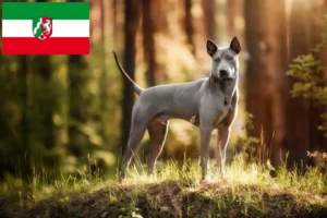 Lire la suite à propos de l’article Éleveurs de Ridgebacks thaïlandais et chiots en Rhénanie-du-Nord-Westphalie