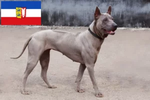 Lire la suite à propos de l’article Éleveurs de Ridgebacks thaïlandais et chiots en Schleswig-Holstein