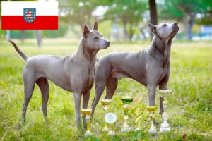 Lire la suite à propos de l’article Éleveurs de Ridgebacks thaïlandais et chiots en Thuringe