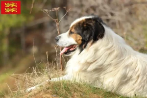 Lire la suite à propos de l’article Tornjak éleveurs et chiots en Normandie