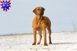 Lire la suite à propos de l’article Tosa éleveurs et chiots en Centre-Val de Loire