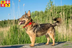 Lire la suite à propos de l’article Västgötaspets éleveurs et chiots en Auvergne-Rhône-Alpes