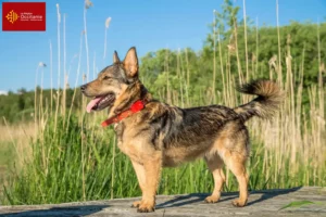 Lire la suite à propos de l’article Västgötaspets éleveurs et chiots en Occitanie