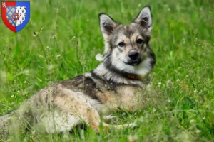 Lire la suite à propos de l’article Västgötaspets éleveurs et chiots en Pays de la Loire