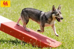 Lire la suite à propos de l’article Västgötaspets éleveurs et chiots en région wallonne