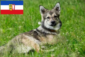 Lire la suite à propos de l’article Västgötaspets éleveurs et chiots dans le Schleswig-Holstein