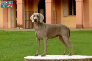 Lire la suite à propos de l’article Éleveurs de weimarans et chiots en Bourgogne-Franche-Comté