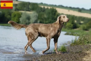 Lire la suite à propos de l’article Éleveurs de weimarans et chiots en Espagne