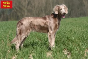 Lire la suite à propos de l’article Éleveurs de weimarans et chiots en Normandie